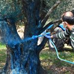 Zeytin üreticisine “ilaç” oldu
