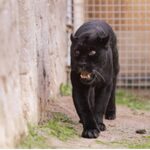 Doğal Ömür Parkı’nın jaguarı Juliet yaşama veda etti