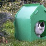 Lider Tugay kelam verdi, kediler sıcak yuvalarına kavuştu