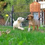 Osmangazi Belediyesi Can Dostların Umudu Oluyor